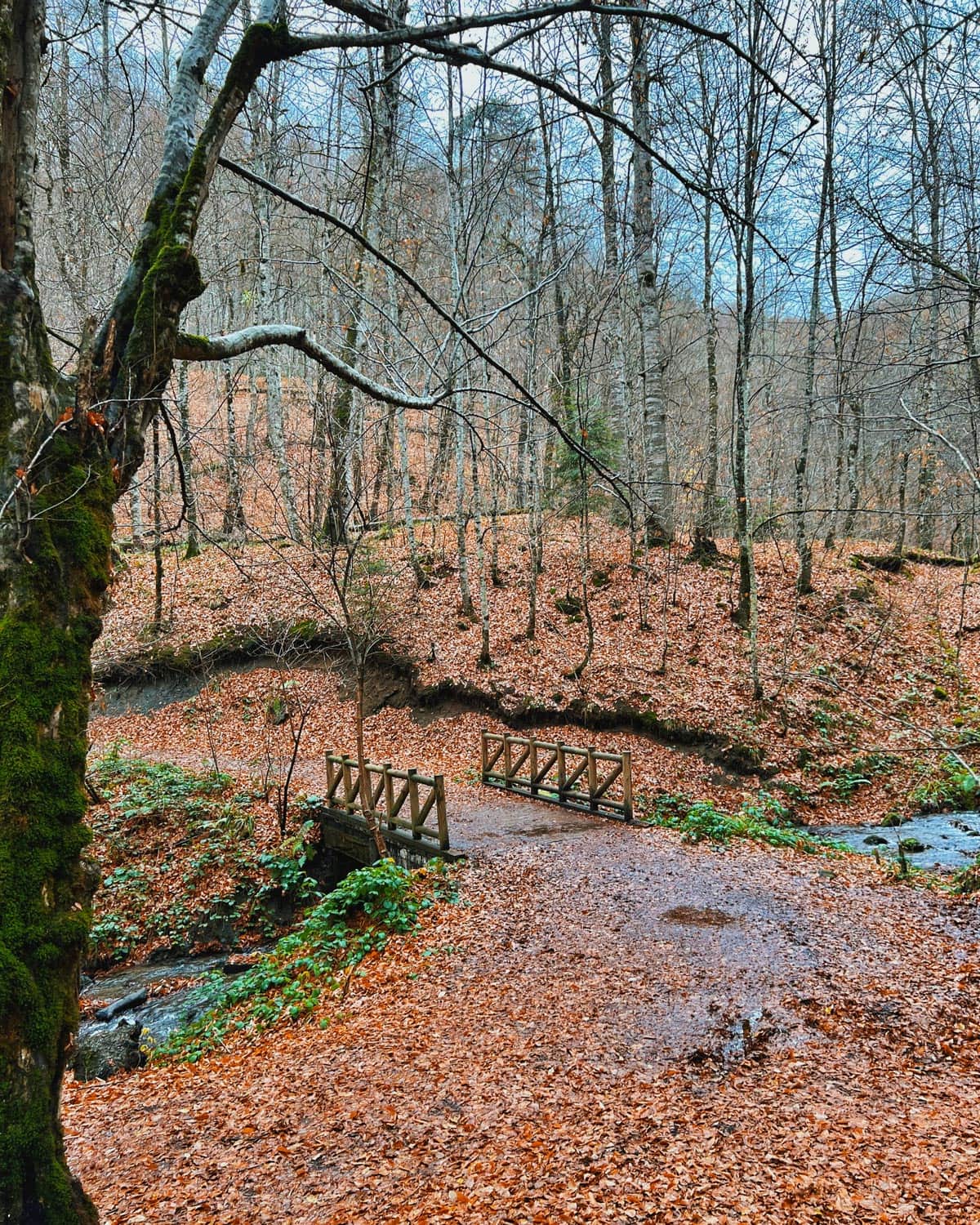 BOLU-ABANT TOUR